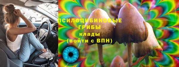 прущие грибы Богданович